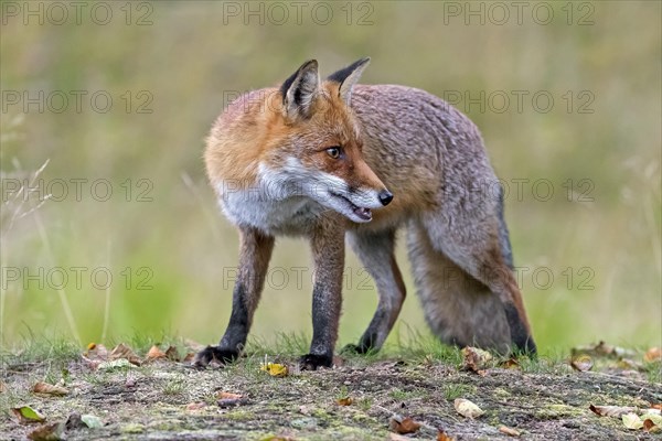 Red fox