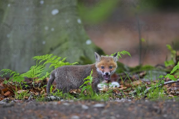 Young red fox