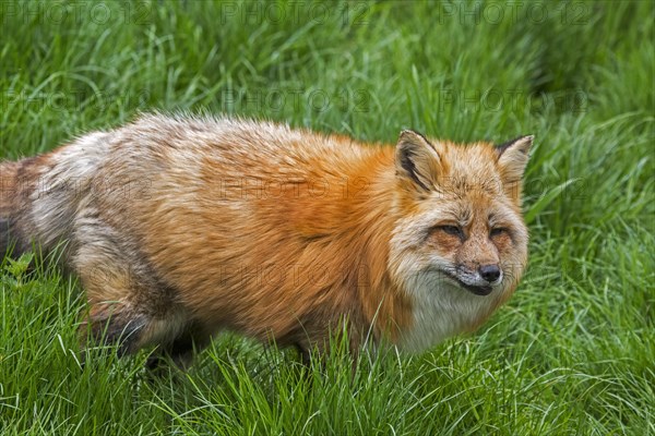 Red fox