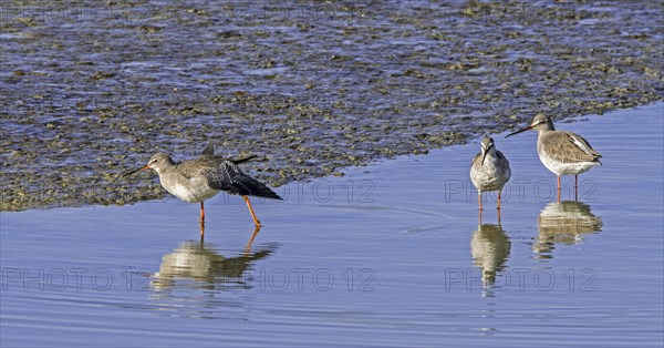 Three spotted redshanks