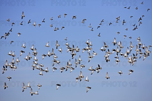 European golden plovers