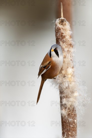 Bearded Reedling