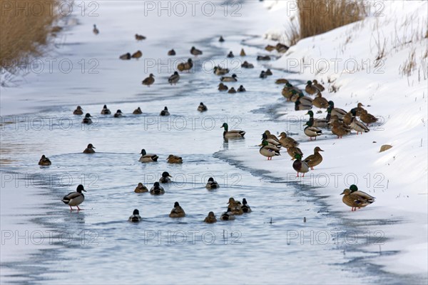 Mallard