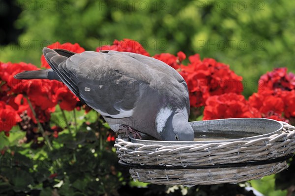 Wood pigeon