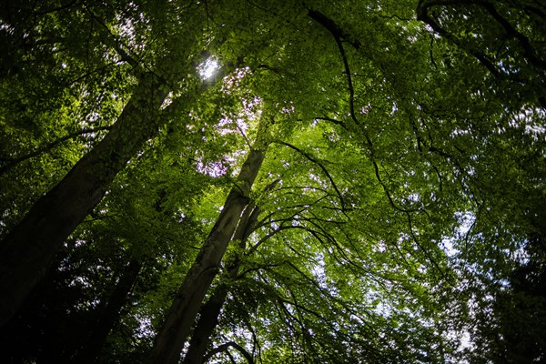 The sun shines through the canopy of a deciduous forest. Stuttgart