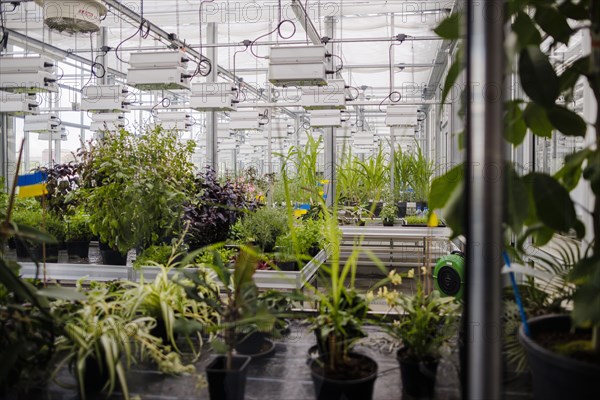 View into the Phytotechnikum research greenhouse of the University of Hohenheim. Stuttgart