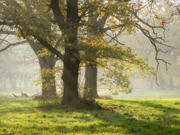 Open oak forest in autumn