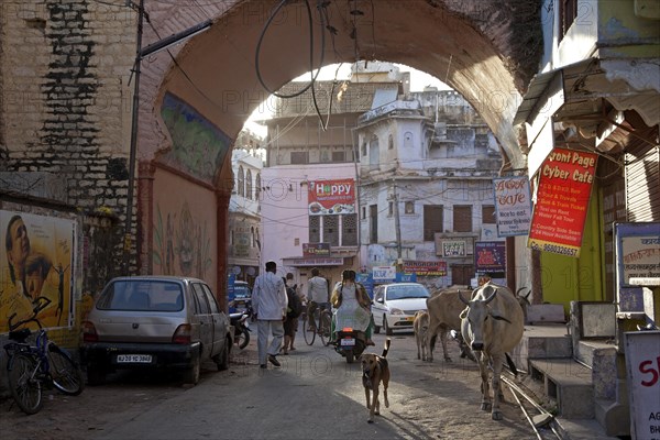 Street scene with holy cows in Bundi