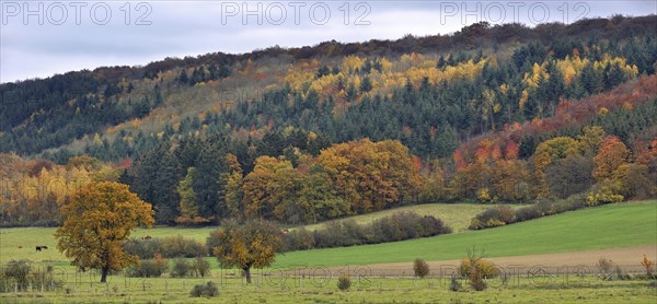 Field with cows and mixed forest with pines and broadleaf trees in autumn colours
