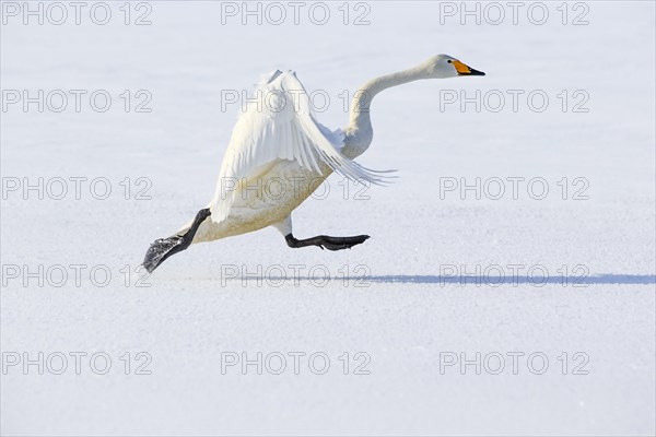 Whooper swan