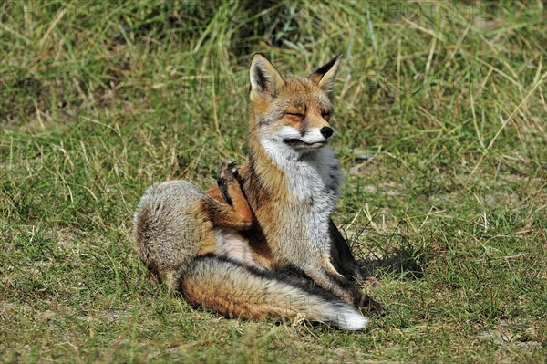 Red fox