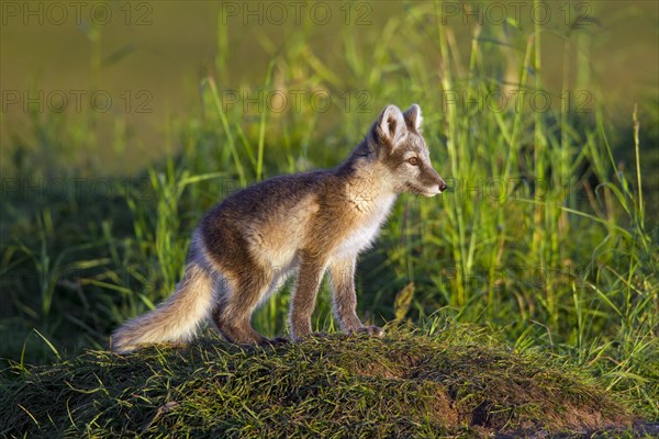 Arctic fox