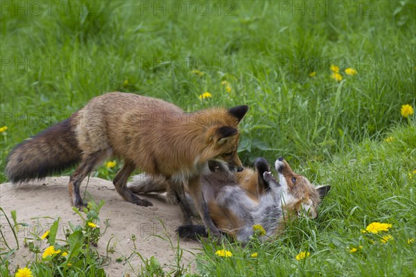 Two red foxes