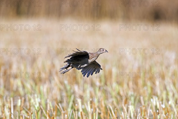 Common pheasant