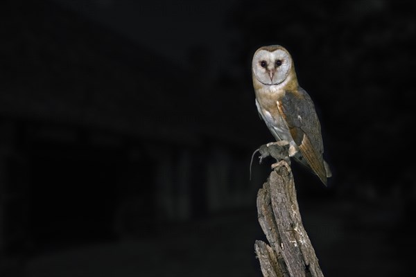 Common barn owl