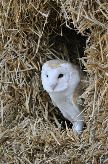 Barn owl