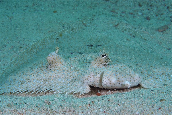 Portrait of peacock flounder