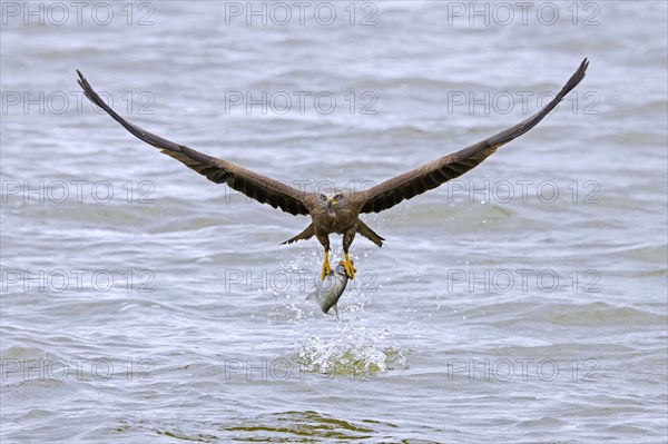 Black kite