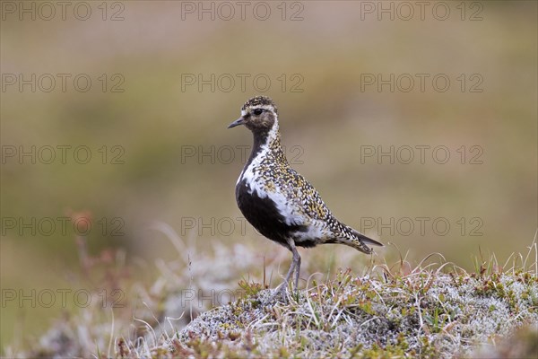 European golden plover