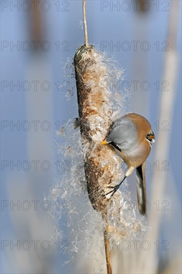 Bearded Reedling