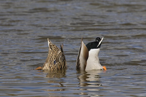 Mallard duck