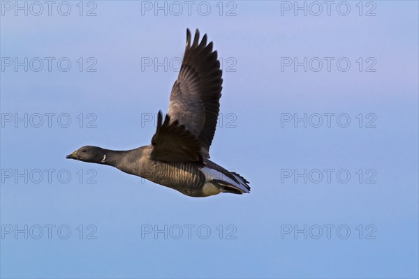 Brent Goose