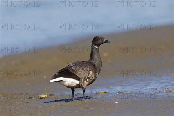 Brant goose