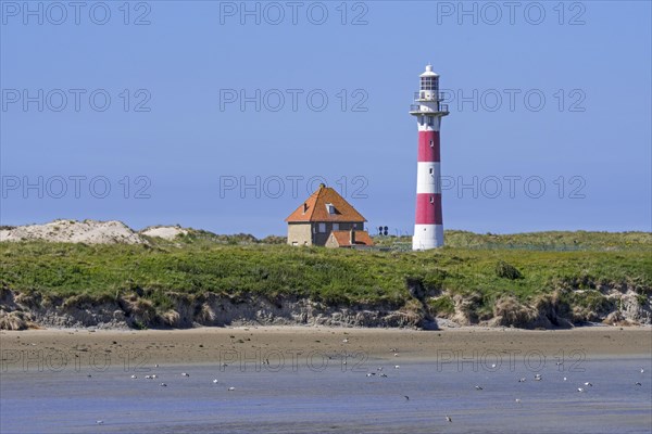 Lighthouse in dunes and seabirds