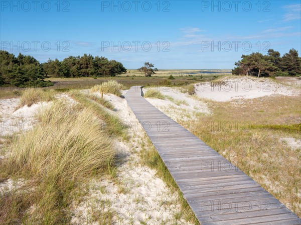 Boardwalk through the dunes at Darsser Ort