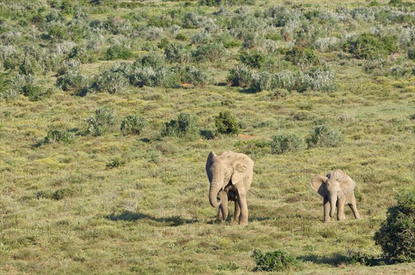 African bush elephants