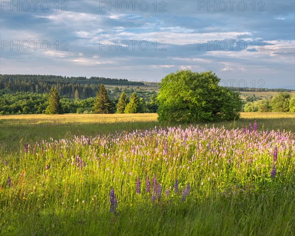 Typical landscape in the Rhoen biosphere reserve