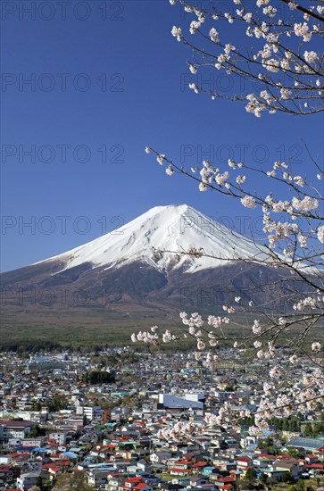 Mount Fuji and cherry blossoms Fujiyoshida city Yamanashi Japan