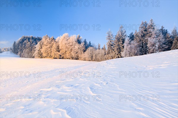 Icy morning at sunrise with view over wind-blown snow to trees covered with hoarfrost at the edge of the forest in the background