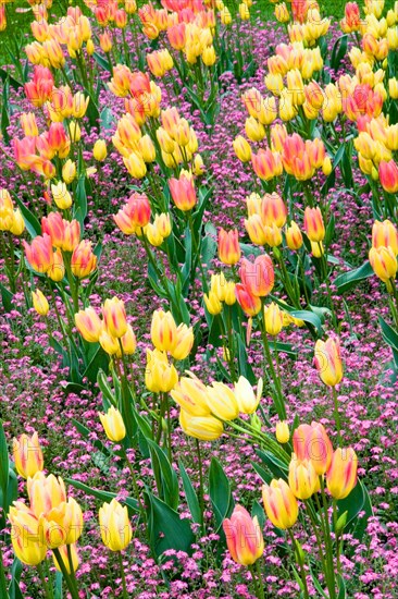 Tulip garden in Villa Carlotta