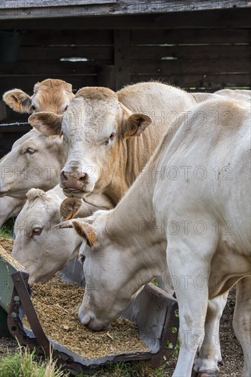 Herd of white Charolais cows