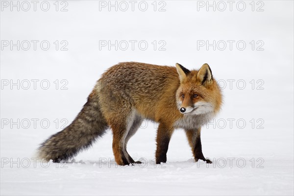 Red fox