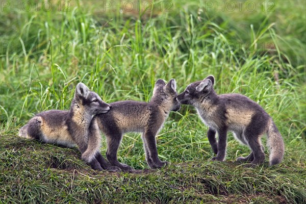 Arctic fox