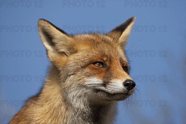 Red fox