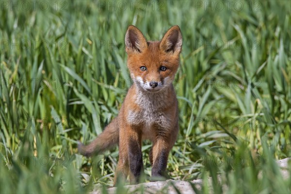 Young red fox