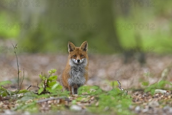 Curious red fox