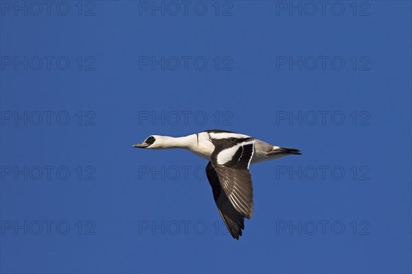 Smew