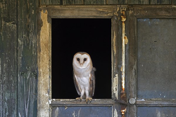 Common barn owl