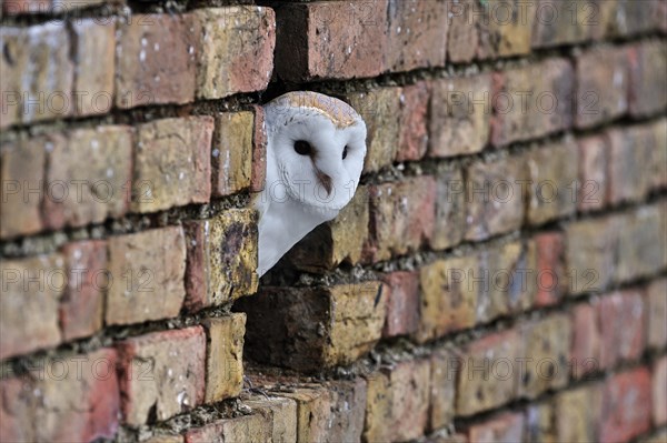 Barn owl