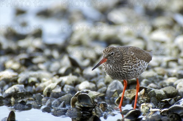 Common redshank