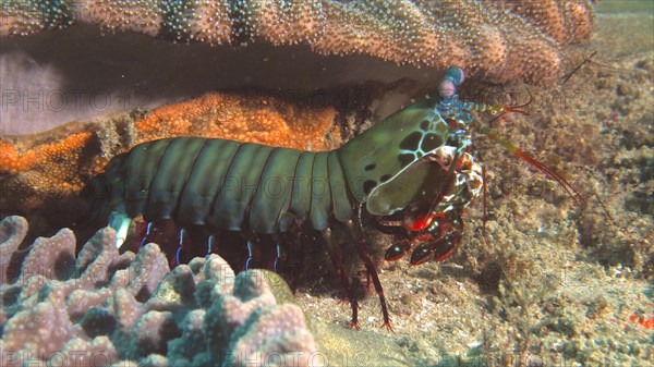 Peacock mantis shrimp