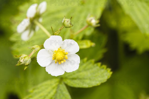 Strawberry blossom