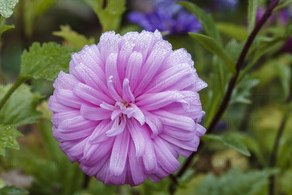 Bush aster