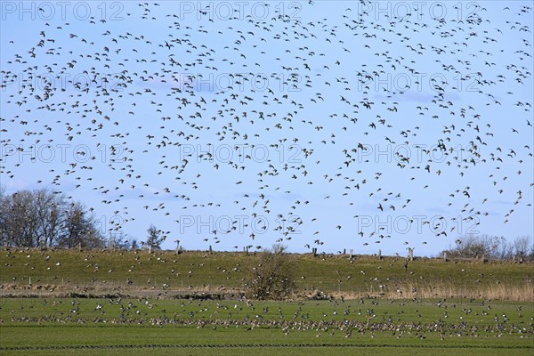 Eurasian Golden Plover