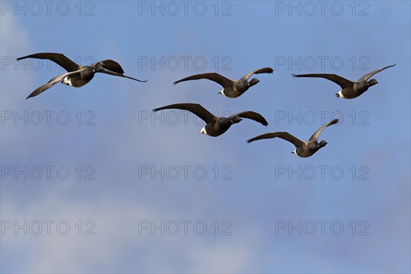 Brent geese