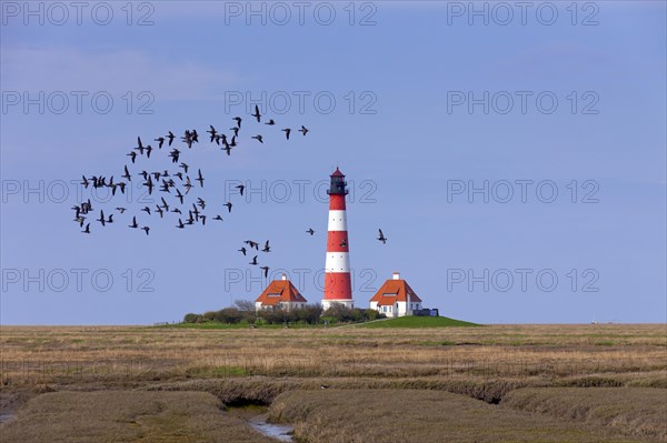 Flock of barnacle geese